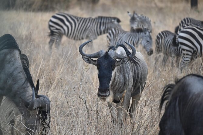 5 Days Group Camping Safari - Four parks, four very different wildlife settings