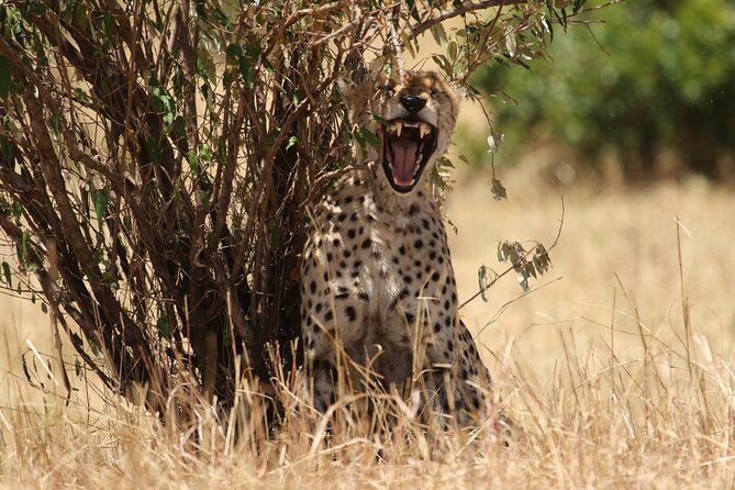 5 Days Group Camping Safari - Day 4: A long Serengeti morning, then Ngorongoro