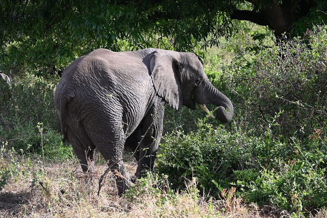 5 Days Group Camping Safari - Day 5: Down into the Ngorongoro Crater