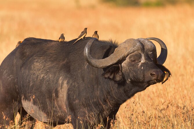 5 Days Lodge Luxury: A Taste of Tanzania Safari - Day 1: A soft landing near Usa River
