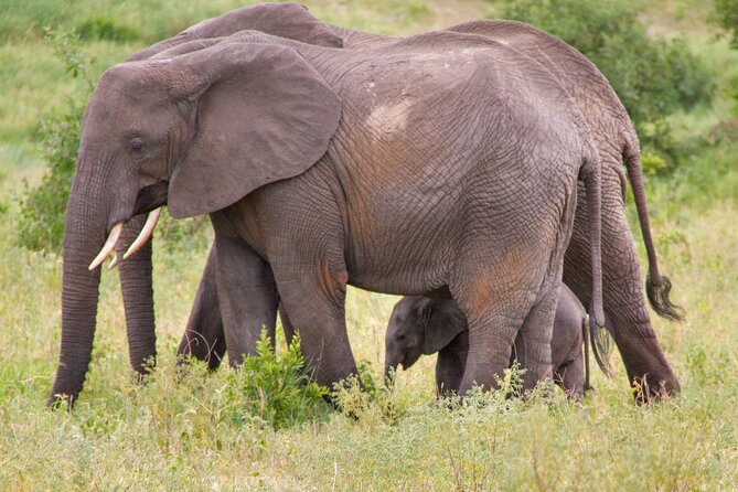 5 Days Lodge Luxury: A Taste of Tanzania Safari - Lodge comfort around Lake Manyara and Ngorongoro