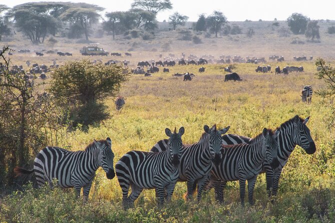 5 Days Lodge Luxury: A Taste of Tanzania Safari - Day 5: A simple airport departure