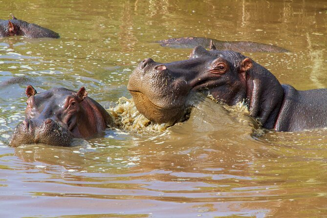 5 Days Lodge Luxury: A Taste of Tanzania Safari - How much value do you get for $2,693?