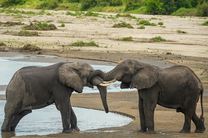 5 Days Lodge Luxury: A Taste of Tanzania Safari - The main tradeoff: reach versus rest