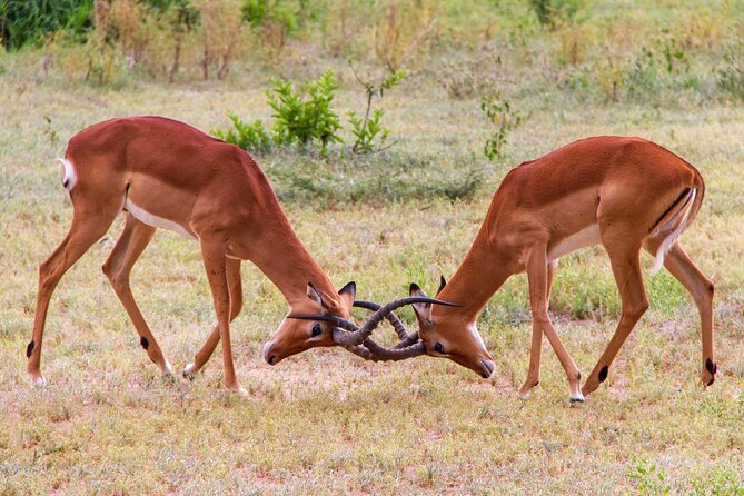 5 Days Lodge Luxury: A Taste of Tanzania Safari - Day 2: Elephants and baobabs in Tarangire