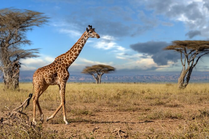 5 Days Mid-Range Group Safari with Accommodation - Four parks in five days, with little wasted time