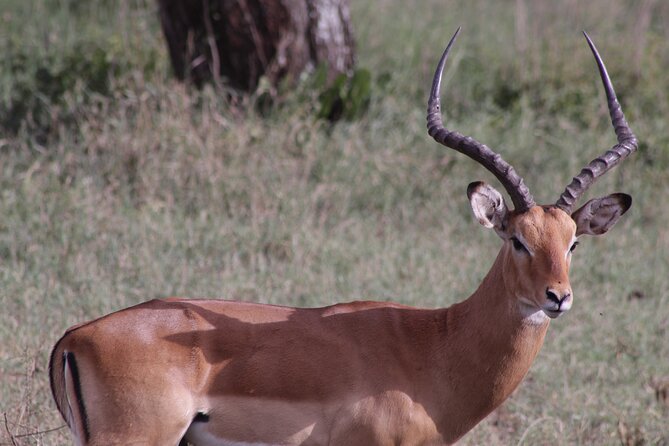 5-Days Private Tanzania Safari Tour - A five-day route with a useful change of pace