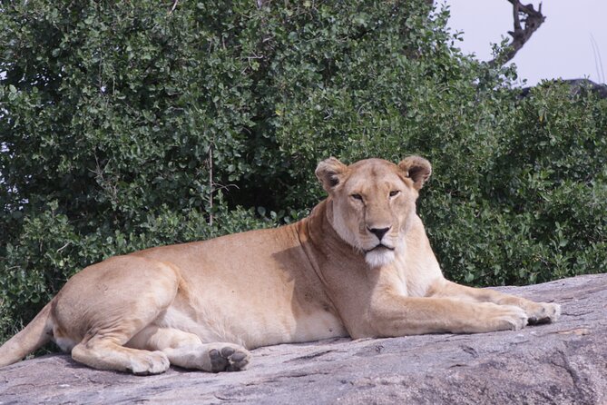 5-Days Private Tanzania Safari Tour - Day 4: A concentrated wildlife day in Ngorongoro Crater
