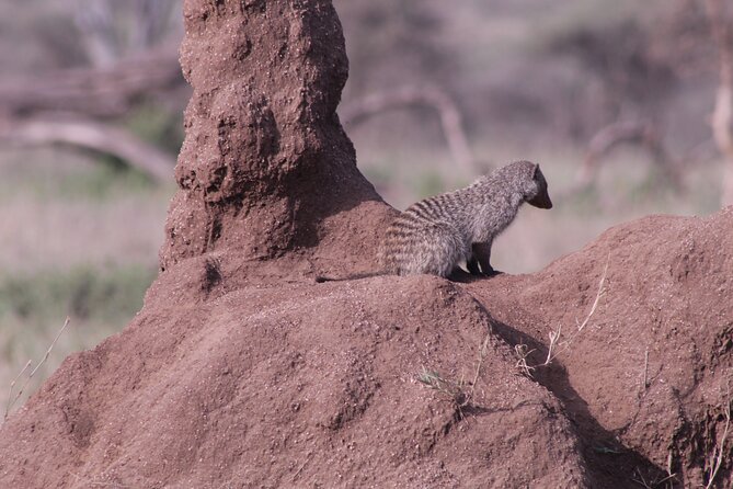 5-Days Private Tanzania Safari Tour - Day 5: Lake Manyara on foot