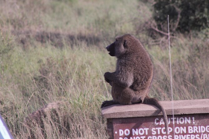 5-Days Private Tanzania Safari Tour - What the $2,150 price does and does not tell you