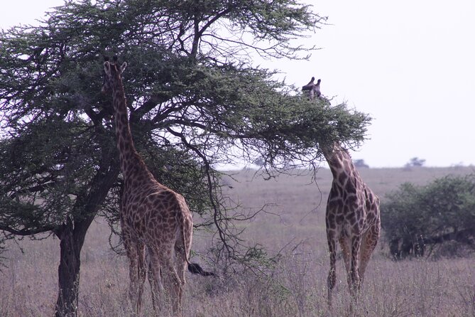 5-Days Private Tanzania Safari Tour - The pace, comfort, and small practical details
