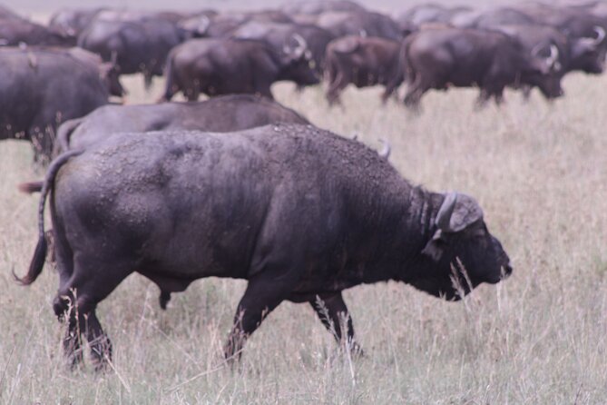 5-Days Private Tanzania Safari Tour - Day 1: Elephants and baobabs in Tarangire