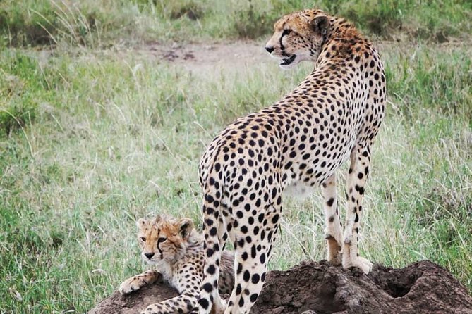 5 days safari, hiking & culture (Serengeti & kilimanjaro) - Day 3: Early Seronera game drive and the return toward the crater