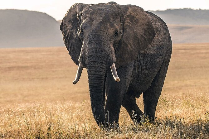 5 Days Safari Northern Circuit of Tanzania - Why This Northern Circuit Route Works
