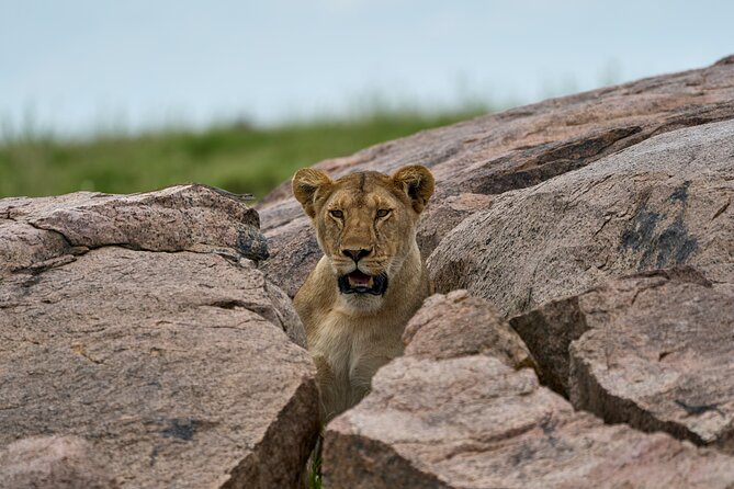 5 Days Safari Northern Circuit of Tanzania - Tarangire: Baobabs, Elephants, and a Permanent Water Source