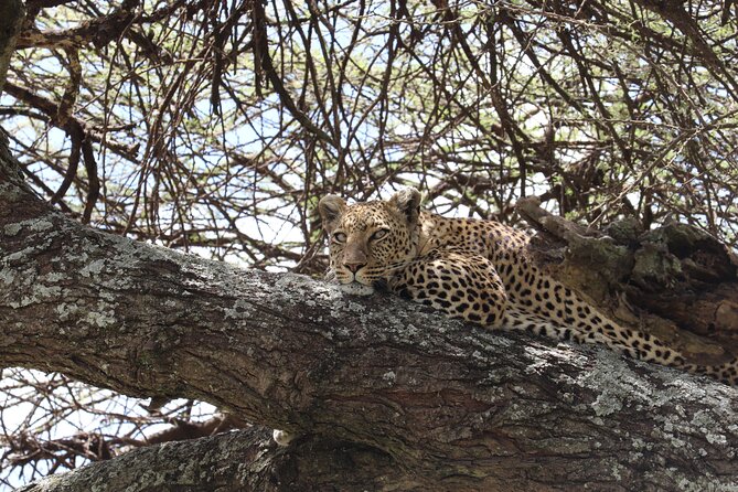5 Days Safari Northern Circuit of Tanzania - Lake Manyara: Flamingos, Forest, and Climbing Lions