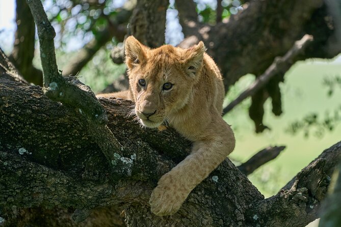 5 Days Safari Northern Circuit of Tanzania - Guides Make the Difference