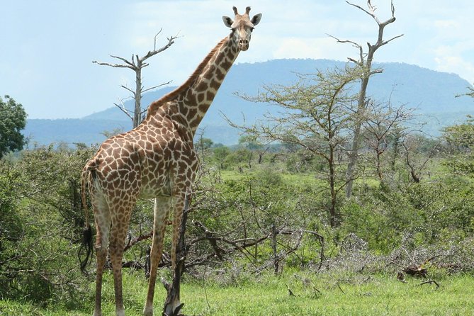 5 Days Safari to Selous & Mikumi - Day four: Mikumi’s flood plain and mountain edges