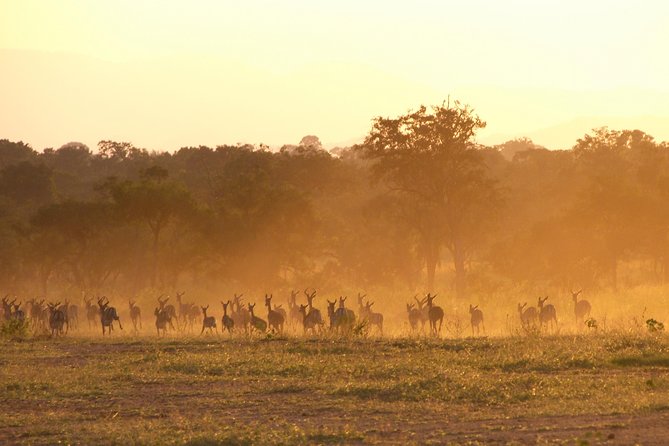 5 Days Safari to Selous & Mikumi - Day five: sunrise viewing, then the road back to Dar es Salaam