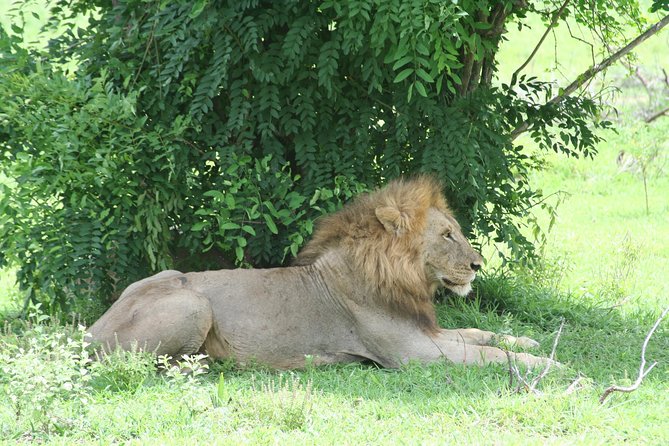 5 Days Safari to Selous & Mikumi - Guides, group size, and the feel of the vehicle