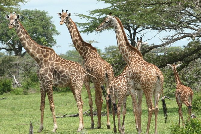 5 Days Safari to Selous & Mikumi - Day two: a walking safari followed by a full game drive