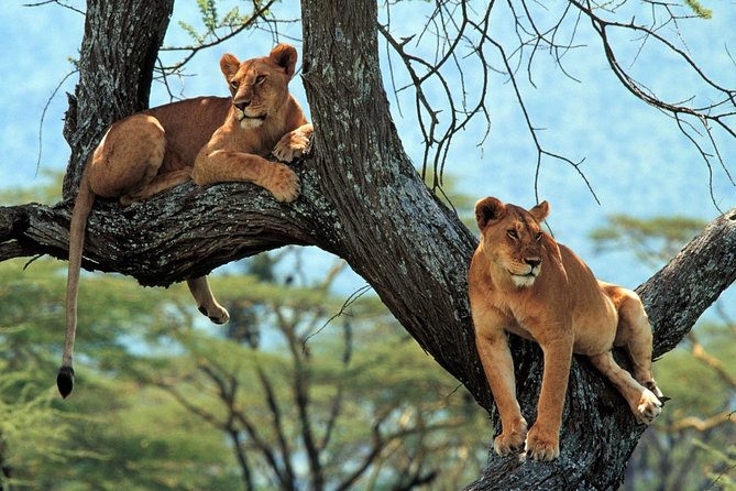 5 Days Serengeti Camping Safari - Day 4: Down into Ngorongoro Crater