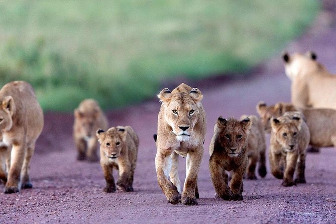 5 Days Serengeti Camping Safari - What the $1,100 price really covers