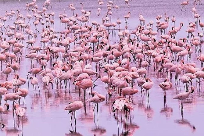 5 days serengeti, ngorongoro, tarangire & manyara lodge tour - Ngorongoro adds a dramatic change of setting