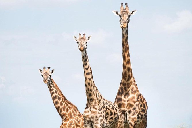 5 days serengeti, ngorongoro, tarangire & manyara lodge tour - Why the small group size matters