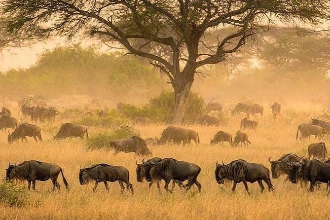 5 days serengeti, ngorongoro, tarangire & manyara lodge tour - Tarangire brings elephants and open views early