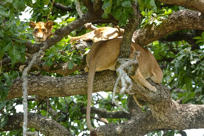5 Days Tanzania Group Joining Safari, Tarangire/Serengeti/Ngorongoro Crater - Day 3: A full Serengeti game-drive day