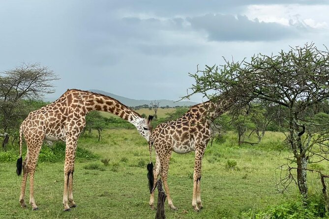 5 Days Tanzania Joining Safari with Pick Up Included Shared Tour - Day 3: A full day around Seronera