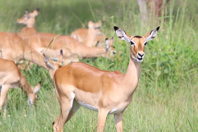 5 Days Tanzania Joining Safari with Pick Up Included Shared Tour - Day 4: From the Serengeti to the crater rim