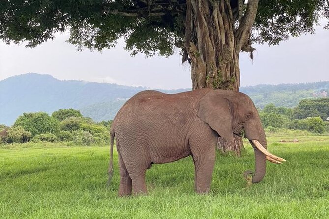 5 Days Tanzania Joining Safari with Pick Up Included Shared Tour - What $1,500 includes, and what it does not