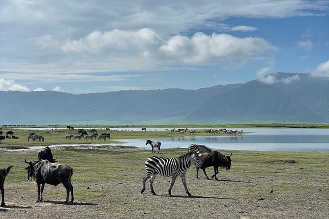 5 Days Tanzania Joining Safari with Pick Up Included Shared Tour - Camping, comfort, and the shared vehicle