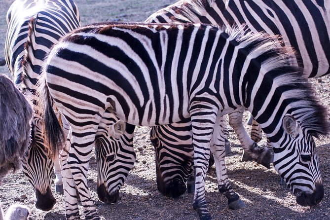 5 days Tanzania midrange lodge Private safari - Is the $3,175 price good value?