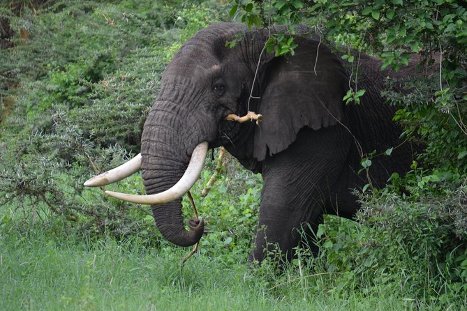 5 Days Tarangire ,Serengeti.Ngorongoro and Lake manyara - Day 4: Searching for black rhinos in Ngorongoro Crater