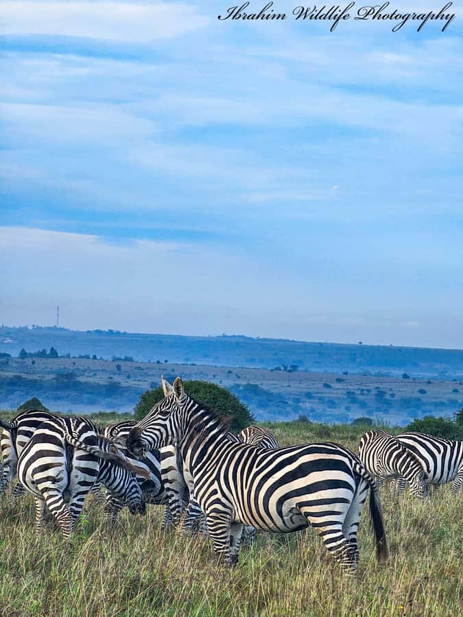 5-Hour Nairobi National Park 4x4 Safari with Free Pickup - A real safari beside Nairobi’s skyline