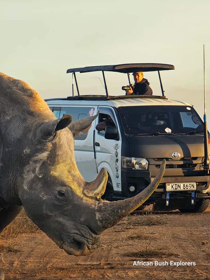 5-Hour Nairobi National Park 4x4 Safari with Free Pickup - The game drive: lions, rhinos, and the luck of the search