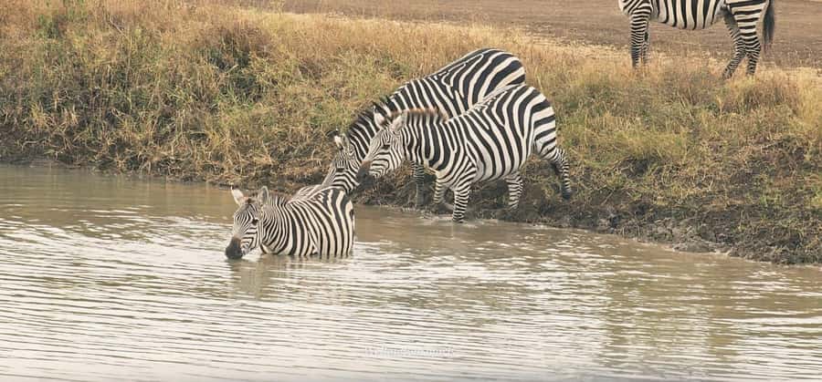 5-Hour Nairobi National Park 4x4 Safari with Free Pickup - Why the Ivory Burning Site adds meaning