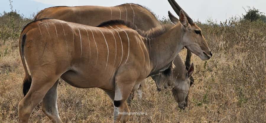 5-Hour Nairobi National Park 4x4 Safari with Free Pickup - Shared, small-group, or private vehicle