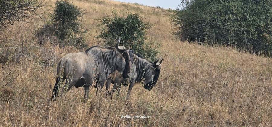 5-Hour Nairobi National Park 4x4 Safari with Free Pickup - Who should book this Nairobi safari?