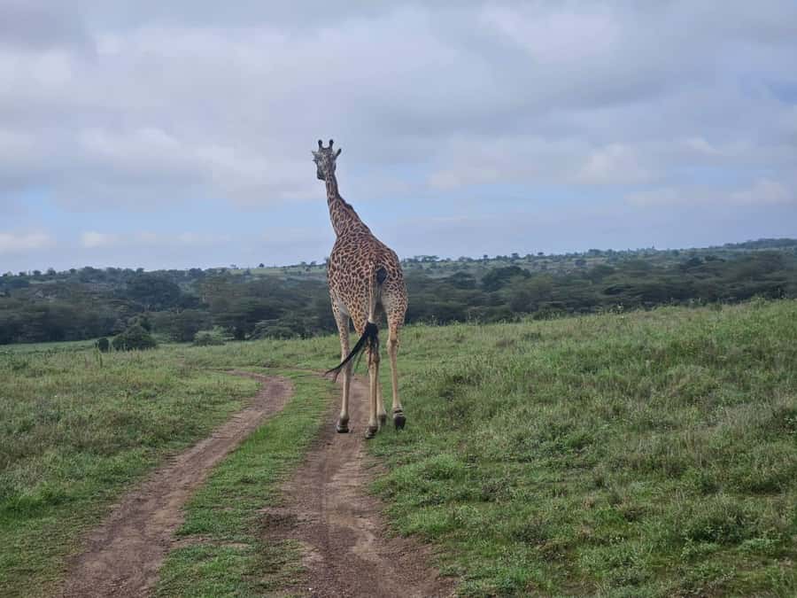 5 Hours Nairobi National Park Game Drive Tour 4x4 Open Roof - Key points to know