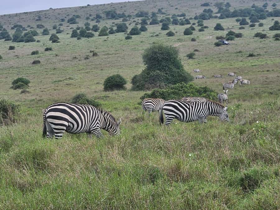 5 Hours Nairobi National Park Game Drive Tour 4x4 Open Roof - Should you book this Nairobi safari?