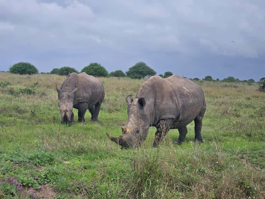 5 Hours Nairobi National Park Game Drive Tour 4x4 Open Roof - A city morning that quickly becomes a safari