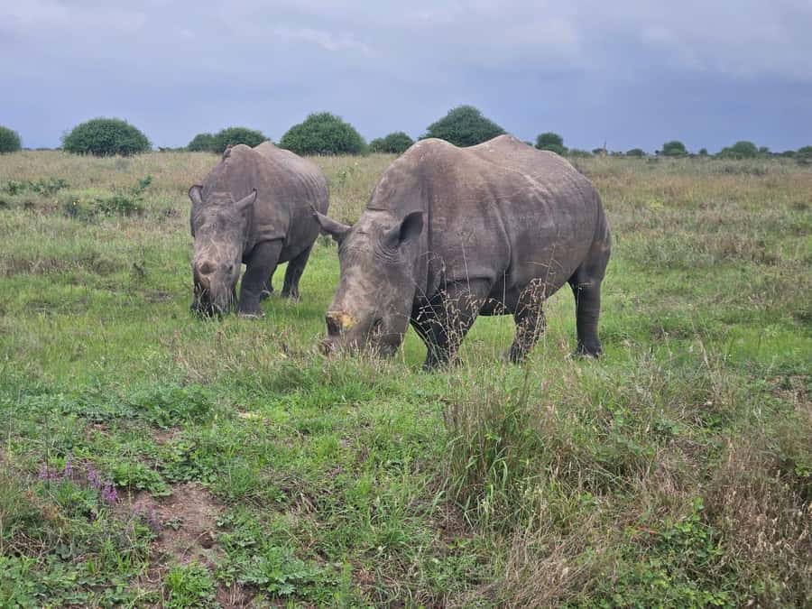 5 Hours Nairobi National Park Game Drive Tour 4x4 Open Roof - Three ecosystems in one compact park
