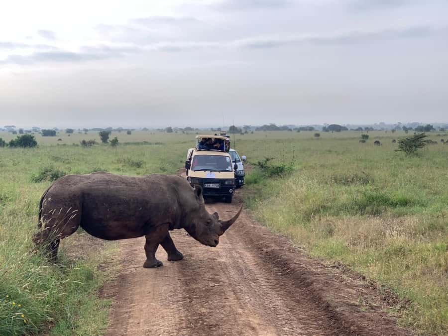 5 Hours Nairobi National Park Game Drive Tour 4x4 Open Roof - What the guides add to the morning