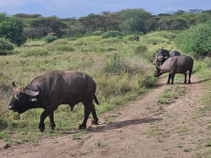 5 Hours Nairobi National Park Game Drive Tour 4x4 Open Roof - The real cost: $80 plus park admission