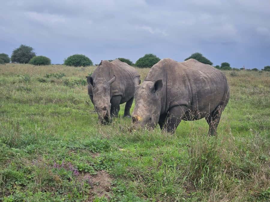 5 Hours Nairobi National Park Game Drive Tour 4x4 Open Roof - How long should you allow?