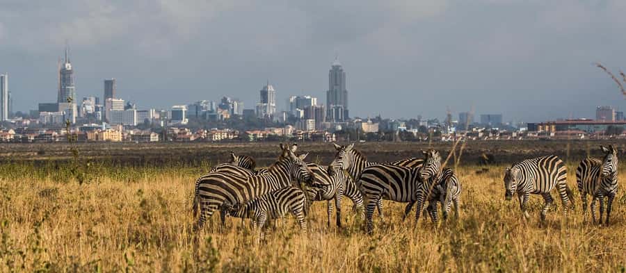 5 Hours Nairobi National Park Game Drive Tour 4x4 Open Roof - Who will get the most from this game drive?